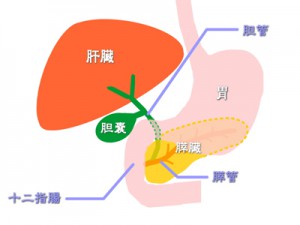 大腸がん手術後の肝臓転移