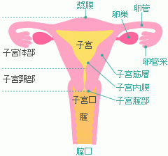 子宮体がんのステージ分類