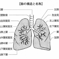 肺の構造と働き 肺がんが進行することでどうなるのか