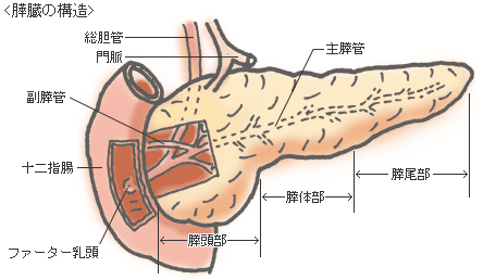 膵臓の構造と働き