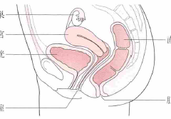 卵巣にできる腫瘍と卵巣がんの種類