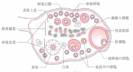 卵巣の構造