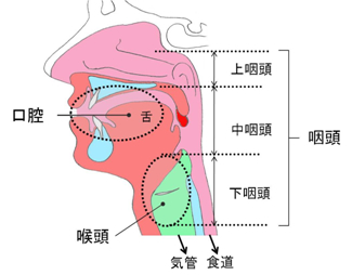喉頭と咽頭部分