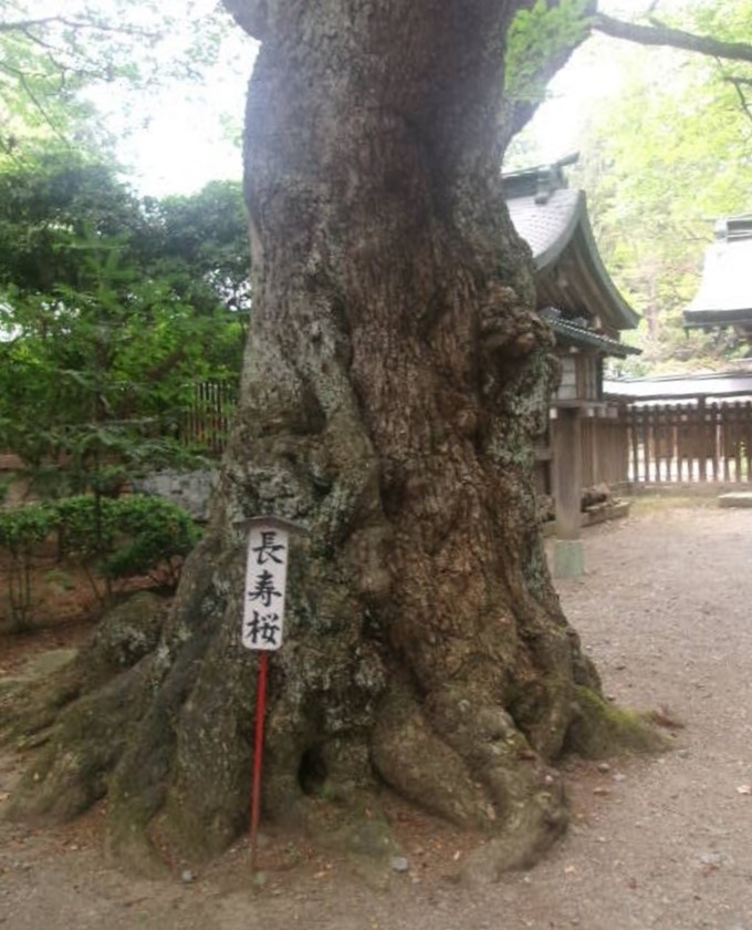 岩手県奥州市　駒形神社の長寿桜