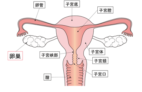 卵巣がんのステージ別5年生存率と 生存率が低くなる理由